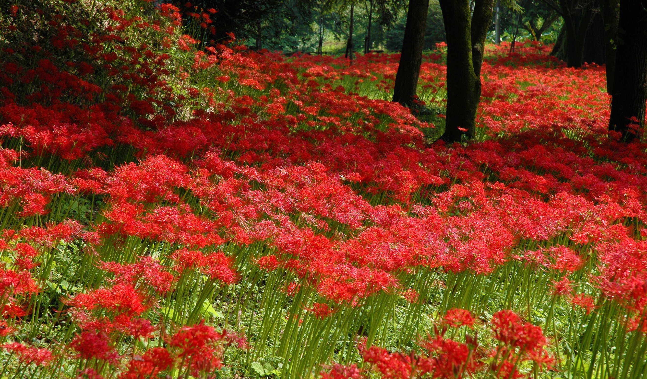 Spider Lily Flower Field