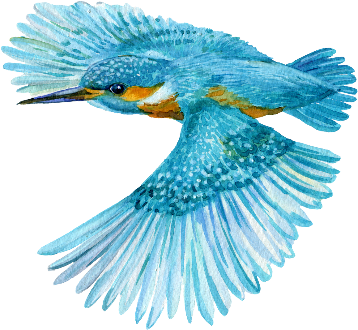 Bird Kingfisher Watercolor Hand Painting